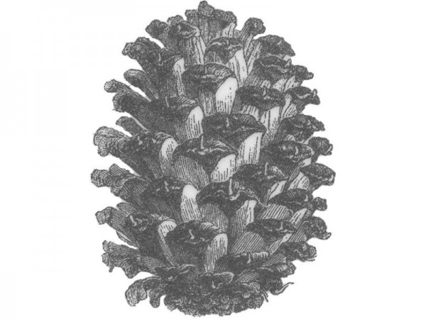 Stempel "Zapfen" 3