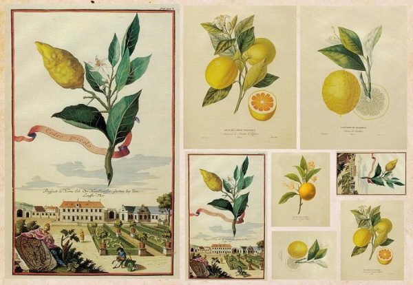 Decoupagepapier "Zitrone" 2