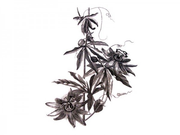 Stempel "Clematis"