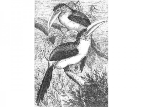 Stempel "Exotische Vögel" 1