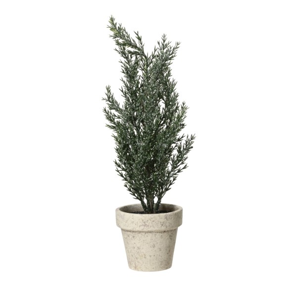 Mini-Baum Indoor "Zypresse" - 30 cm K681195-b